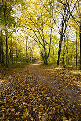 Image showing autumn forest  .  Forest  