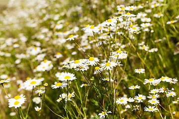 Image showing daisies   spring   season