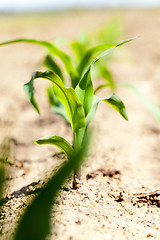 Image showing   grow green maize 