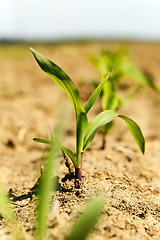 Image showing   sprout of corn 