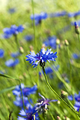 Image showing blue cornflower  . spring