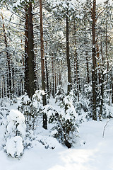 Image showing trees in winter  