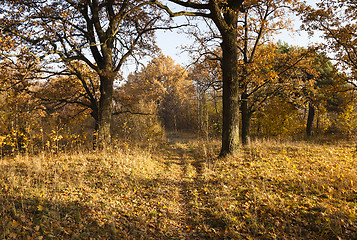 Image showing   trees in the autumn  