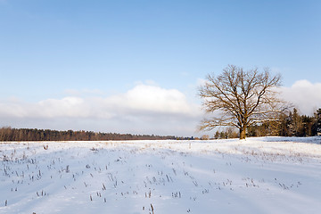 Image showing trees in winter 