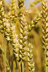 Image showing mature cereal . close-up  