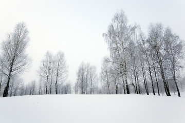 Image showing   park in winter