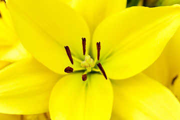 Image showing yellow lily   close up 