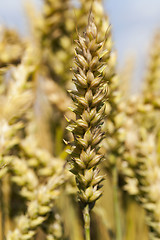 Image showing mature cereal . close-up  