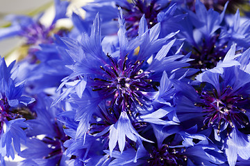 Image showing cornflower  . summer. weed