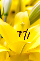 Image showing yellow lily   close up 