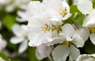 Image showing blooming apple trees  