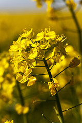 Image showing   rape flowers  spring