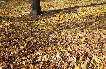 Image showing autumn forest  .  trees  