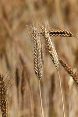 Image showing ripened cereals . close up