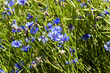 Image showing blue cornflower . spring