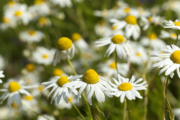 Image showing white daisy   in bloom