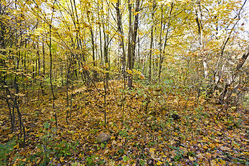 Image showing autumn forest , photographed  