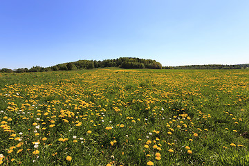 Image showing green vegetation .  field  