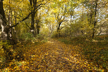 Image showing autumn forest . Belarus