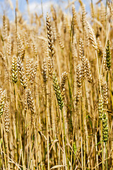 Image showing ripened cereals .  close up