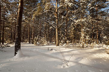 Image showing trees in winter  