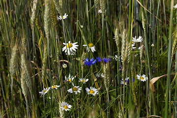 Image showing  daisy  in bloom