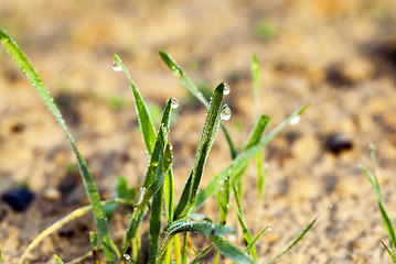 Image showing sprouted wheat .  dawn sun 