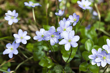 Image showing spring flowers .  forest