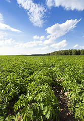Image showing potato field  . Belarus