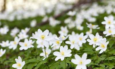 Image showing   spring flowers in white