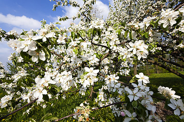Image showing cherry . spring season
