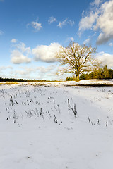 Image showing lonely tree .  snow.