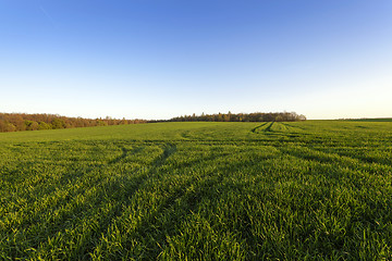 Image showing immature cereals . field