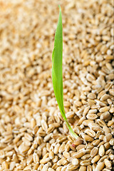 Image showing   wheat after harvest
