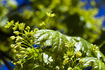 Image showing   flower green maple 