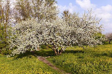 Image showing cherry blossoms. spring 