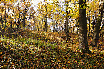 Image showing   the forest,   autumn 