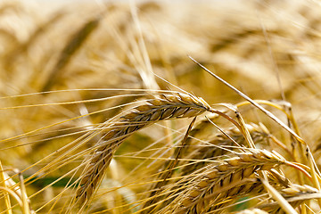 Image showing   grow ripe cereals