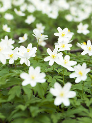 Image showing spring flowers . close-up