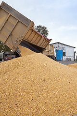 Image showing   heap of corn