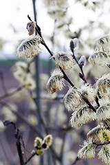 Image showing blooming willow . springtime