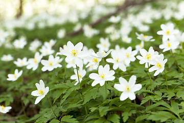 Image showing   white spring flowers.