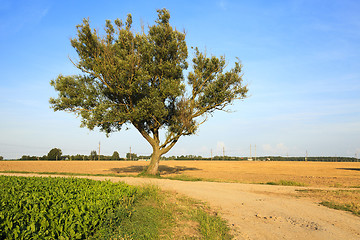 Image showing Spring road .  countryside  