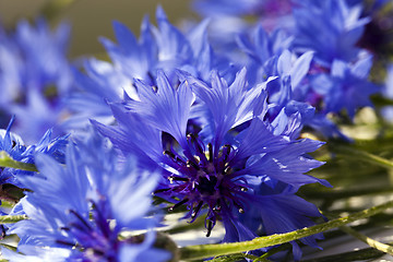 Image showing blue cornflower  . spring