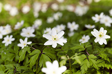 Image showing   white spring flowers.