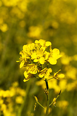 Image showing Flower of rape  