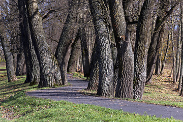 Image showing autumn trees  . Belarus