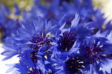 Image showing blue cornflower  . spring