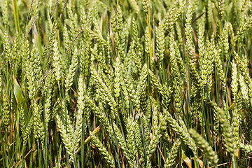 Image showing immature cereals . wheat