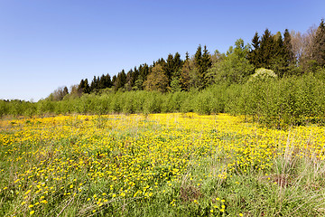 Image showing yellow dandelions.   spring 